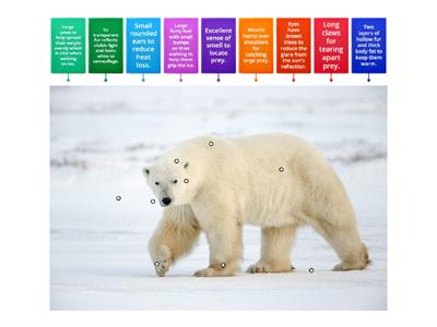 A polar bear's adaptation Year 6