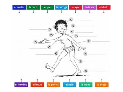 Escribe las partes del cuerpo