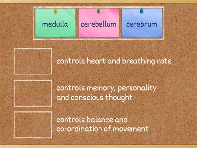 Brain parts and function