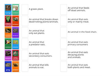 Food chain vocabulary