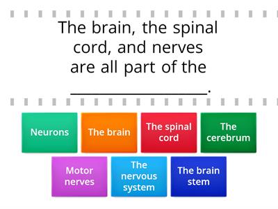 Nervous System