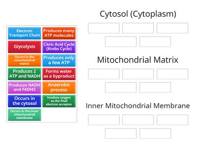 Cellular Respiration