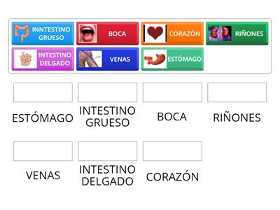 EMPAREJAR. EL CUERPO HUMANO