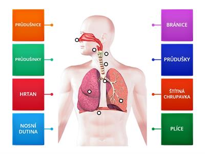 DÝCHACÍ SOUSTAVA