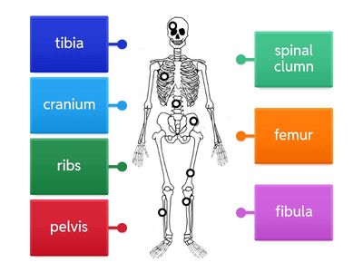 Skeletal System
