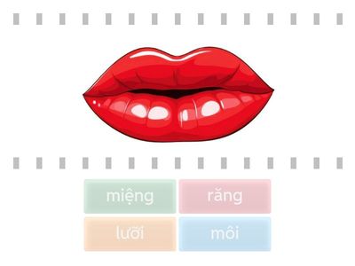 Bộ phận ở miệng