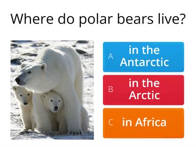 Polar animals-reading comprehension