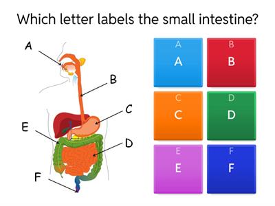 Digestion Quiz
