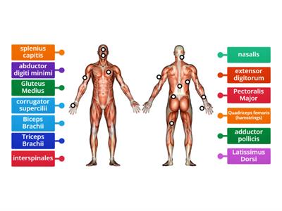 Major Muscles for Latin learners