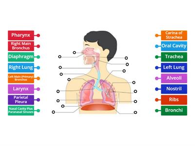 Respiratory System