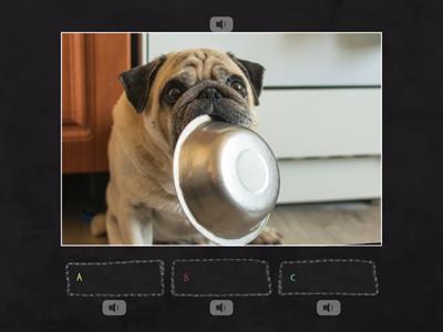 Pre-A1 Have to / Don't have to