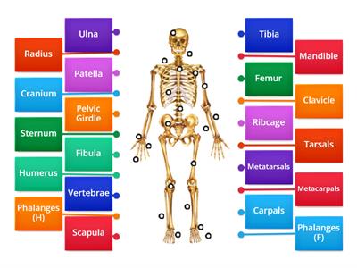 Human Skeleton