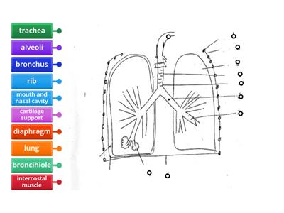 SP JC Breathing / Respiratory system PART NAMES 