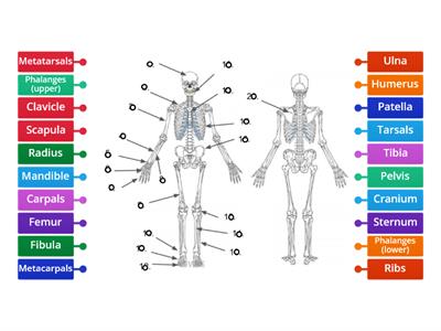 Skeletal System