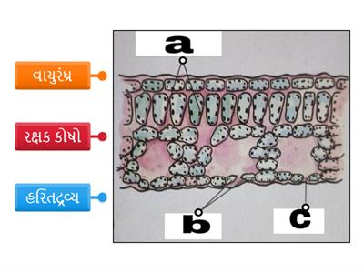 Std 7 sci. ch 1 વનસ્પતિમાં પોષણ:- L.O.:- SC.7.09.-પ્રક્રિયા અને સજીવોની આકૃતિમાં નામનિર્દેશન કરે છે.