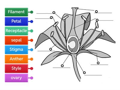 Label the flower