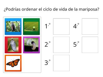  Ciclo de vida de la mariposa