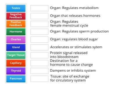Endocrine System