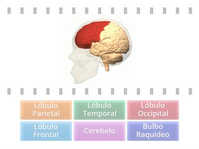 [Aprendizaje Divergente] Partes del cerebro.