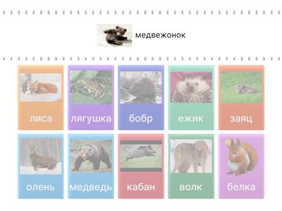 животные и их дети