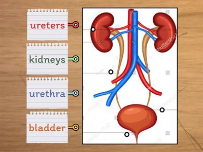 excretory system