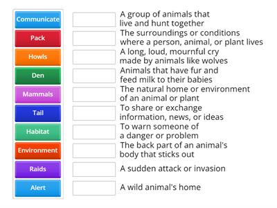 G3 Wonders Gray Wolf Red Fox Match Up