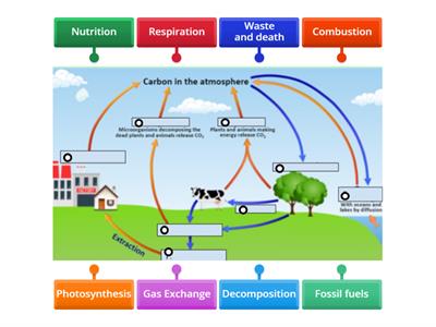 junior cert science the Carbon Cycle