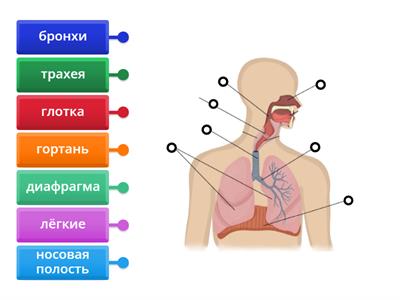 Как мы дышим? Повторение органов дыхания