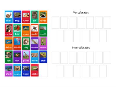 Vertebrates vs. Invertebrates 