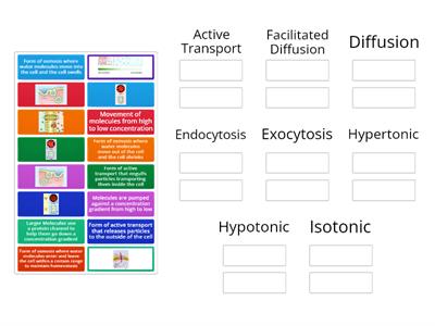 Cell Transport