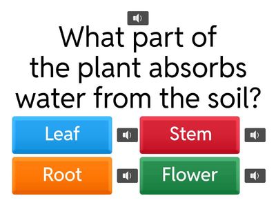 Multiple Choice  True False