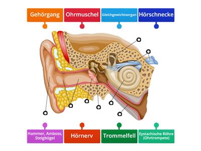 Der Aufbau des Ohres