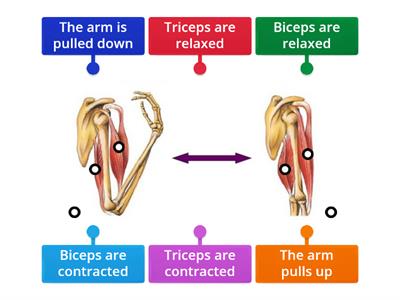 Y5 Muscles