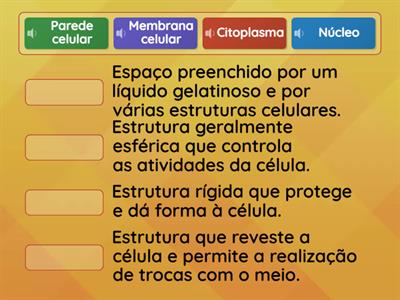 Função das estruturas da célula animal e da célula vegetal