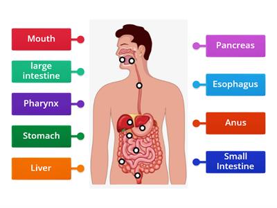 Digestive system 5thA