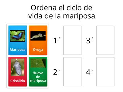 Ciclo de vida de la mariposa