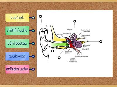 Smyslové ústrojí - ucho