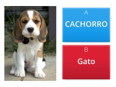 Avaliação de Geografia ll