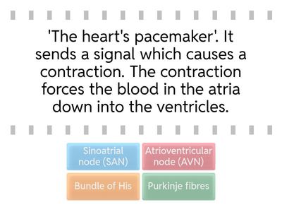 Nervous control of the cardiac cycle