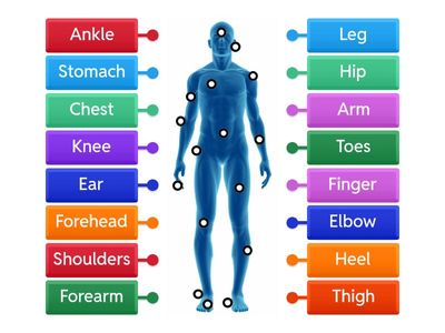 Human body vocabulary