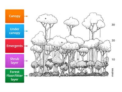 Geography: Tropical Rainforest Structure