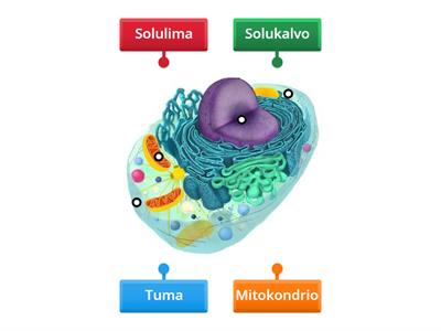 Biologia 9 eläinsolu