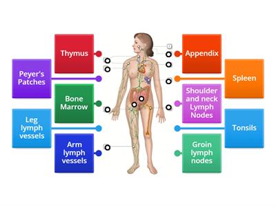 Lymphatic System