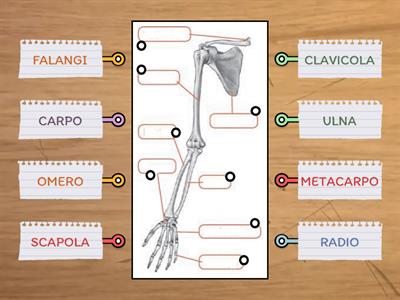 Scheletro: arti superiori