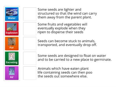 Y5 Seed Dispersal