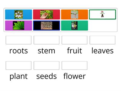 Parts of the plant