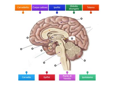 Sistema nervoso centrale