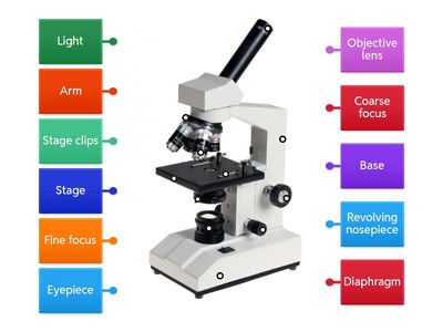 The Microscope