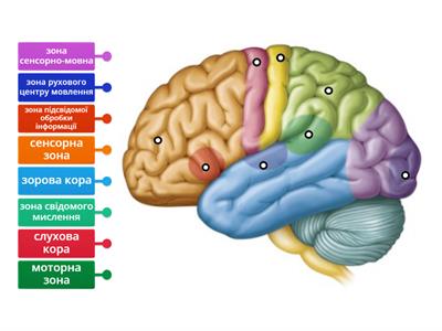 Зони кори головного мозку