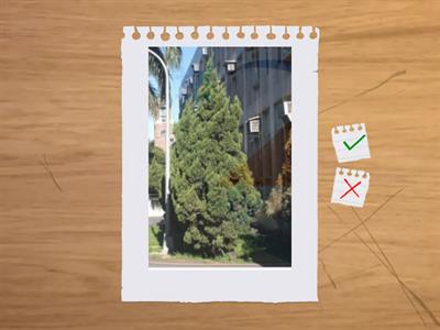 造園丙檢植物識別